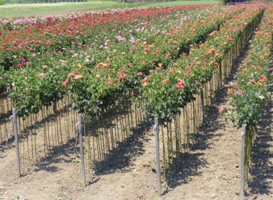 Vindem trandafiri pomișori