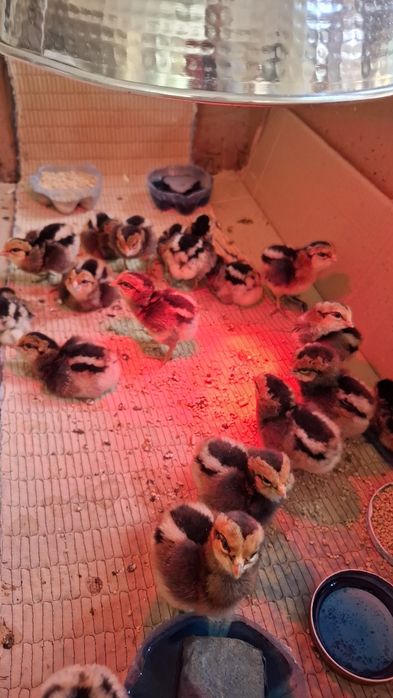 Pui araucana potarnichiu salbatic