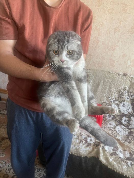 Шиншилла кот черно- белое