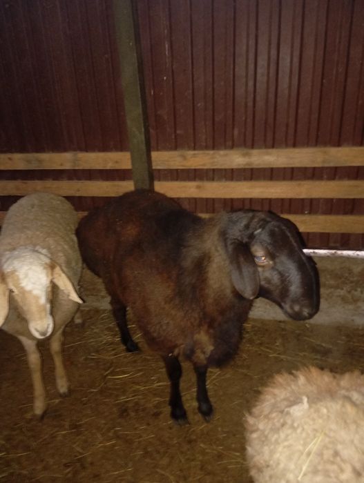 Қошқар 1 жасар.150мыңнан