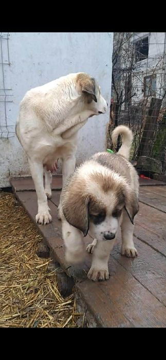 Mascul de Asia centrala