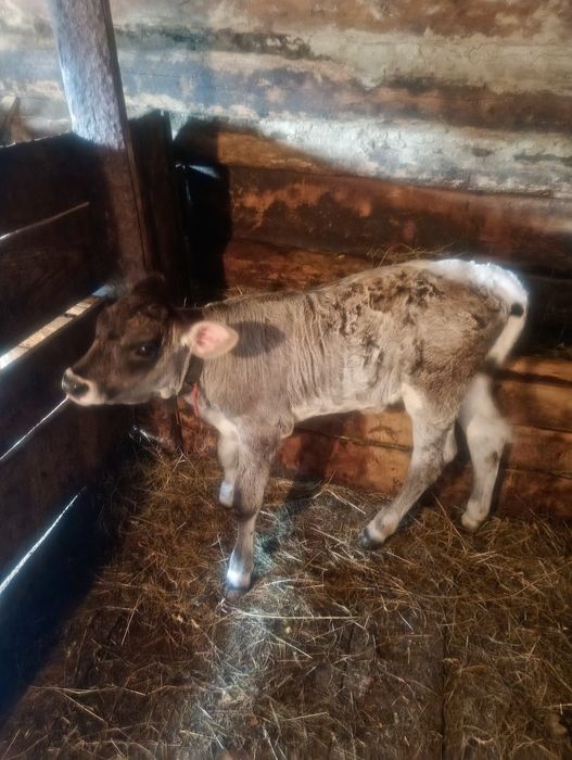 Vând Vițică de 5 saptamani