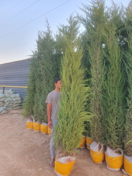 Арча кучатлари 2.5м