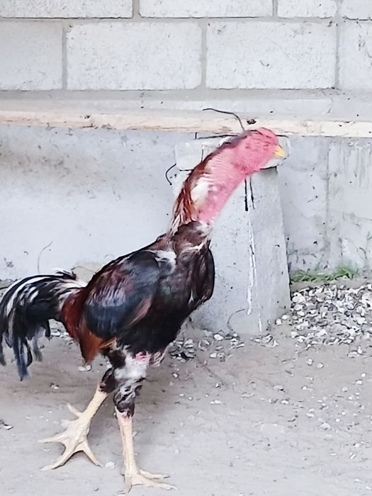 Kulangi xòroz 2-3 yosh