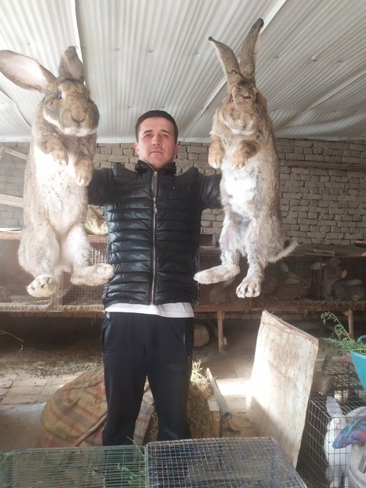 Фландр қуён 4 ойлик самец боласи сотилади