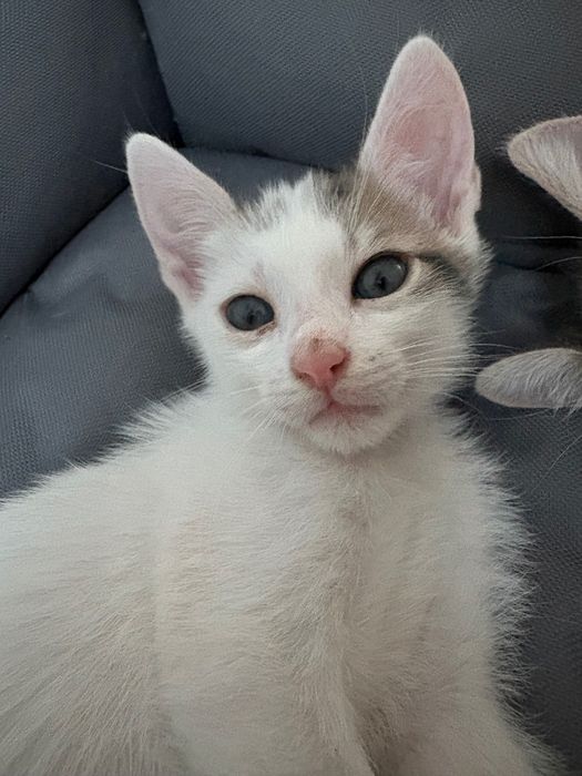 Adopții pisici familie responsabilă