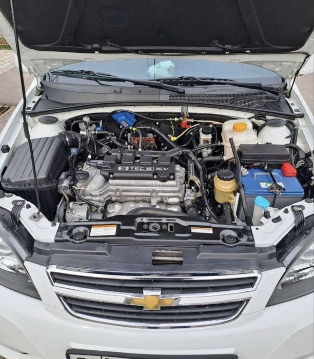 lasetti jentra lacerti