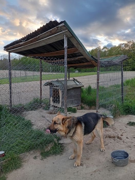 Câine lup ciobanesc german donatie