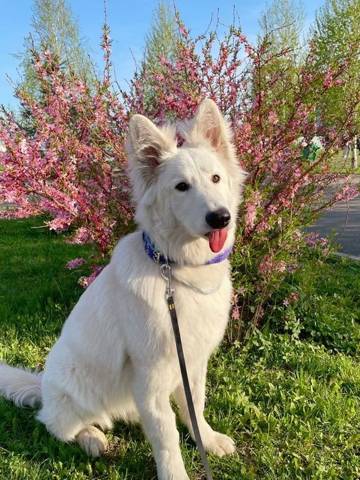 Выгул собак город актобе