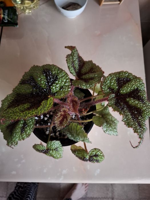 Продам Бегонию Мэсона!