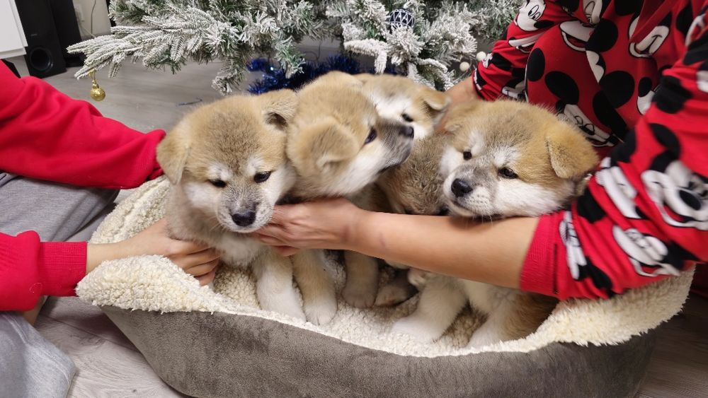 Продаются щенки Акита Ину