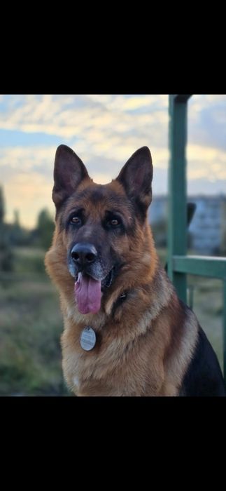 Кабель немецкой овчарки, вязка