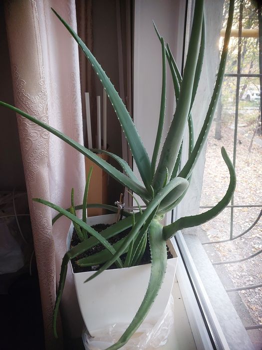 Срочно  продам алоэ вера