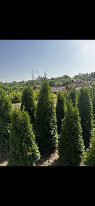 Лавровишна,футиния! Рози,лейланди и смарагд!