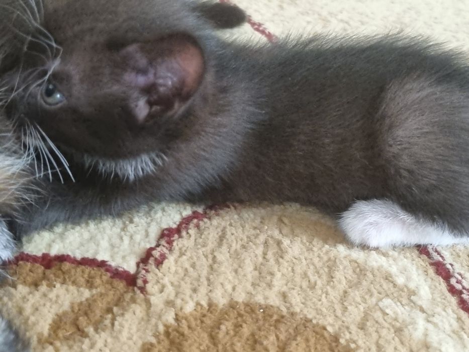 Котёнок  маленький