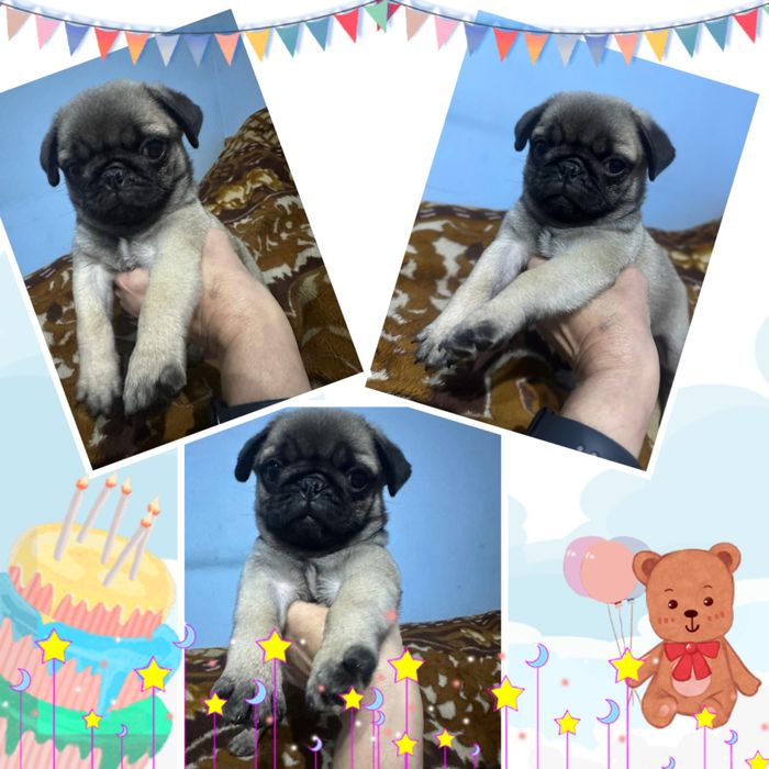 Срочно продам щенка мопса