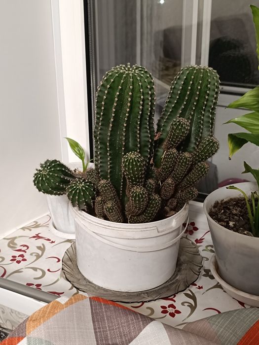 Продам комнатные растения