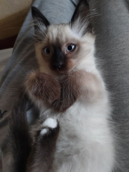 Отдам сиамского котенка в добрые руки