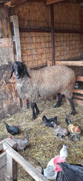 Berbec bulgaresc varsta doi ani