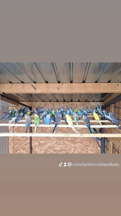 Prepelițe și  peruși