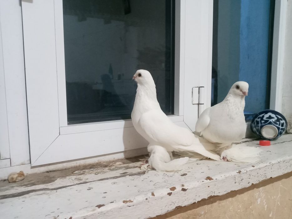 Oq kabutarlar oynashi,uchishida kami yoq 2 soat kami uchadi