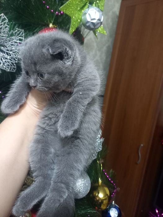 Продаются шикарные котята