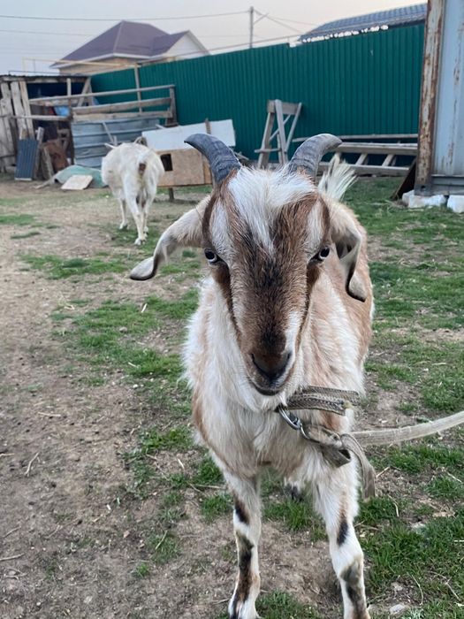 шыбыш лақ сатылады