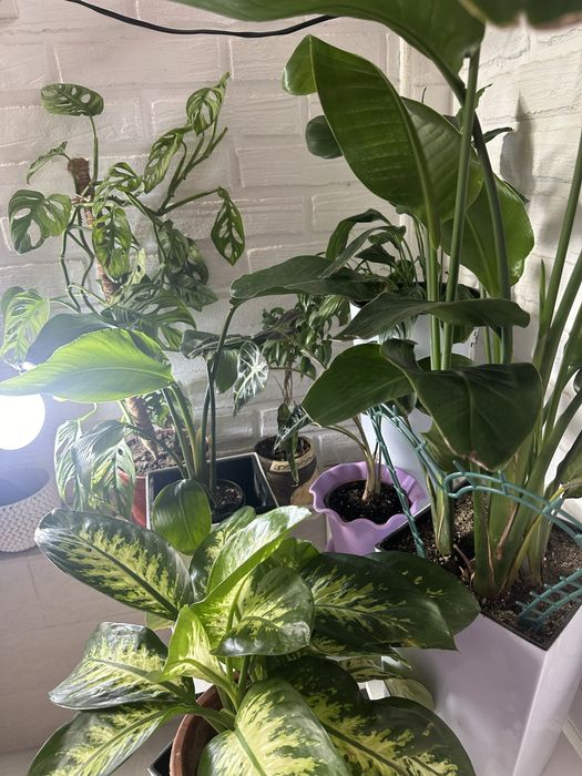 Комнатные растения -как естественный фильтр воздуха