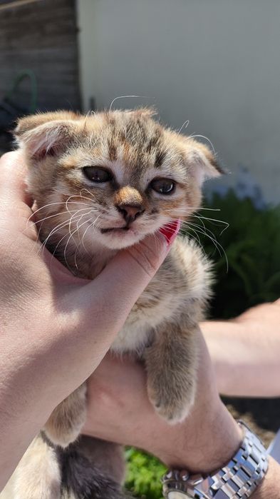 Вислоухая кошечка