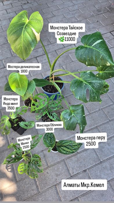 Комнатные растения