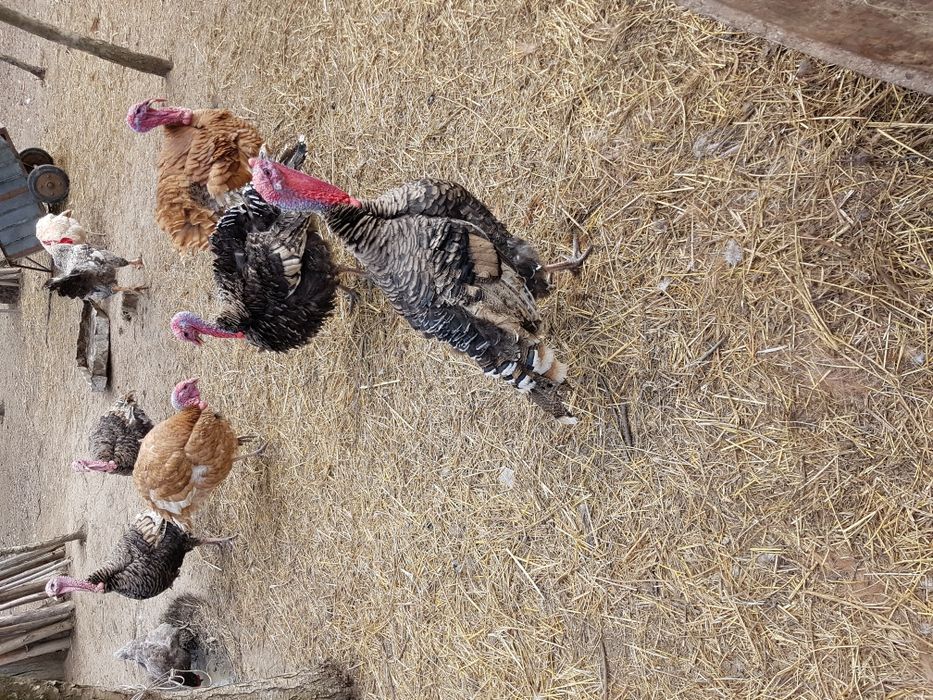 Vand oua gasca, gascani, rate, gaini si OUA !