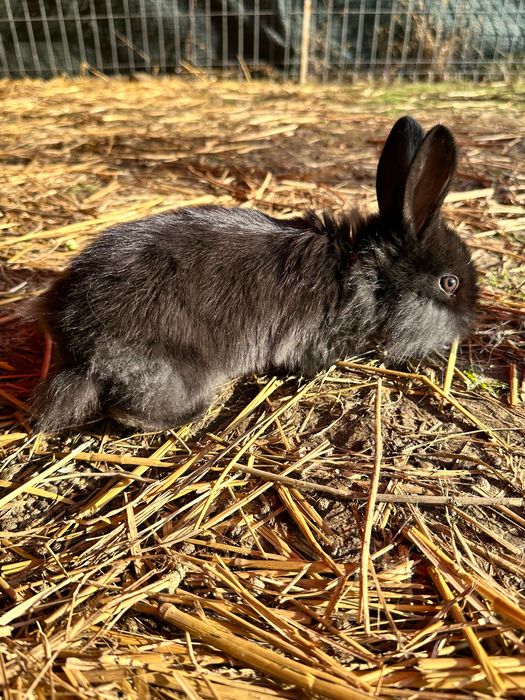 Vând Pui iepure pitic