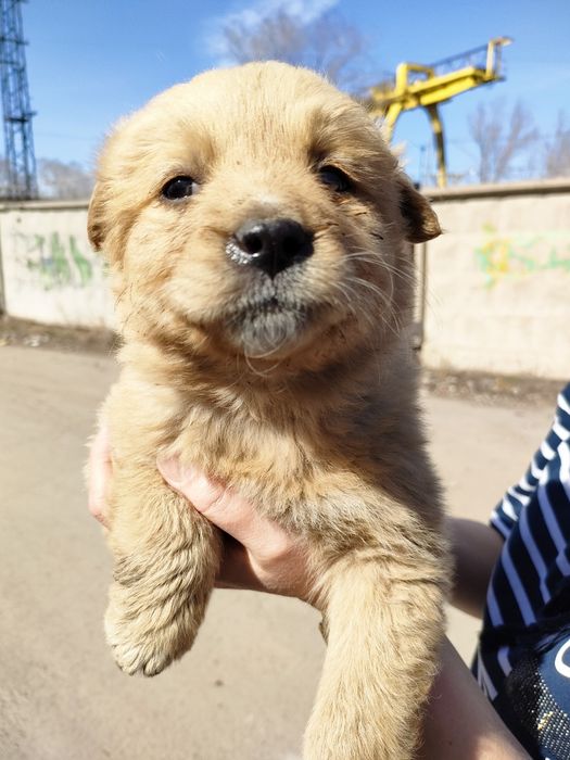 SOS. Срочно ищем хозяина.