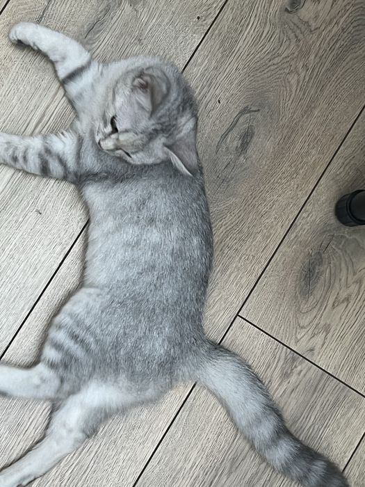 Длинноухий британец