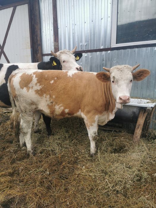 Juninca vaca viteaua