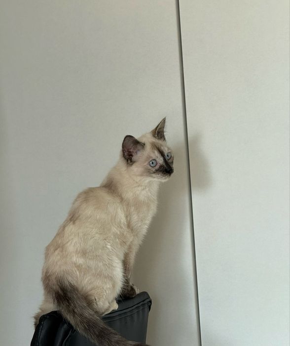 Кошечка ищет дом и любящиего человека