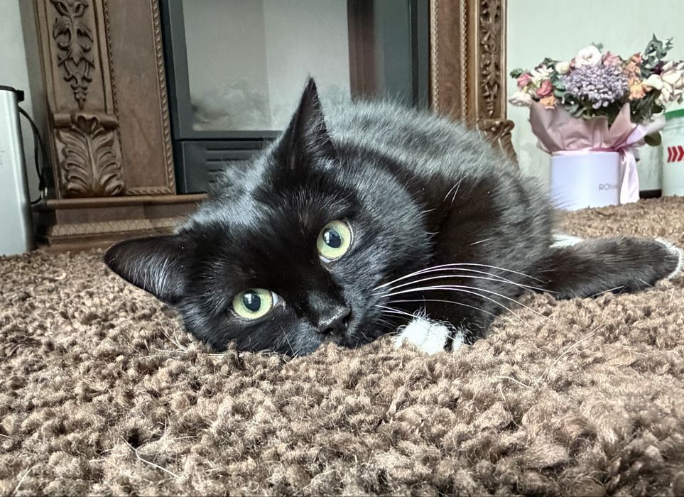 Дарю кошечку.