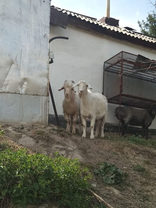 Продам коз котных