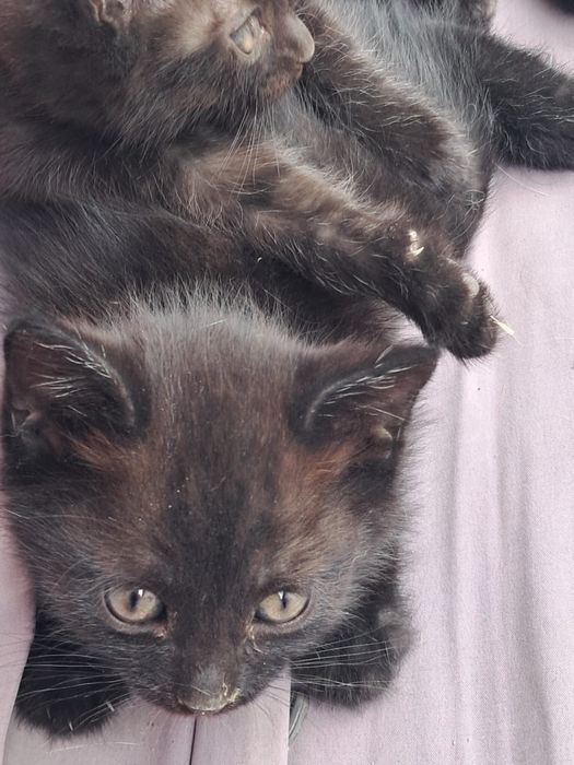 Отдам котят даром