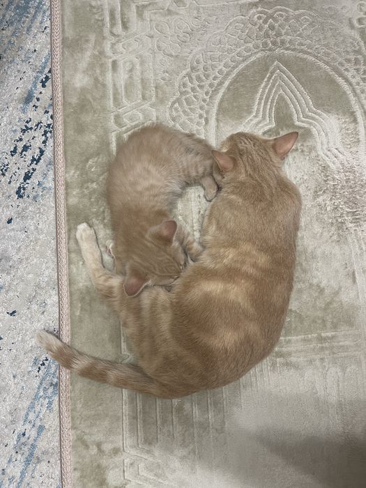 Котята породистые