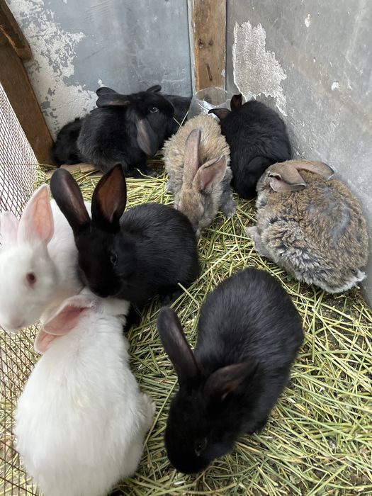 Velikan quyon sotiladi