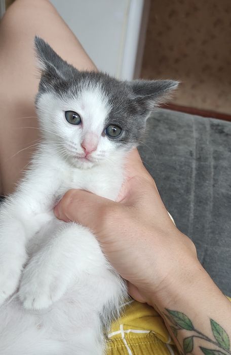 Котенок девочка.