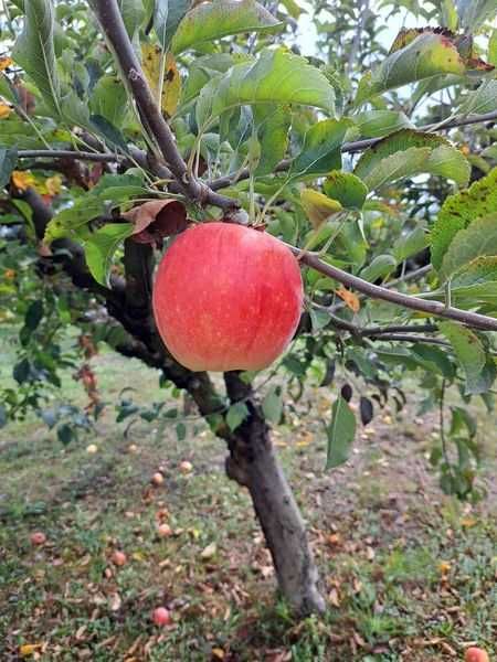 vand mere pentru iarna