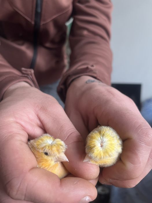 Canari cauta casuta noua