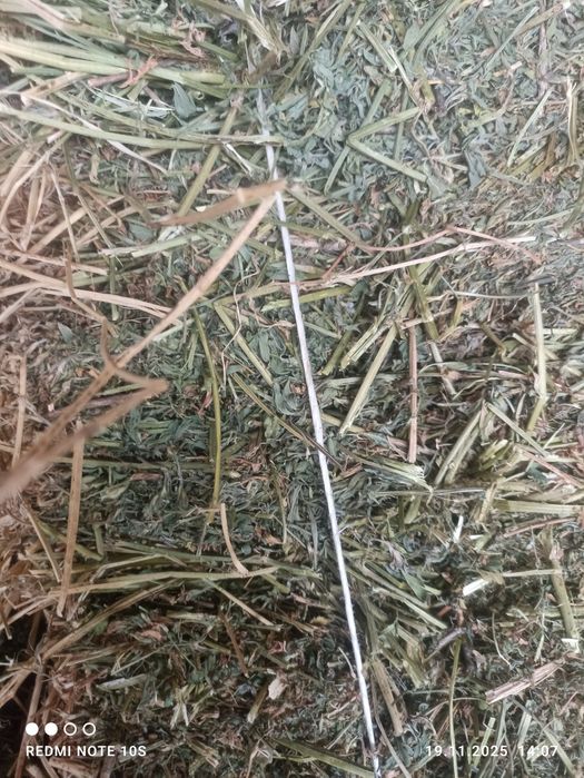 Тюки люцерно  сено