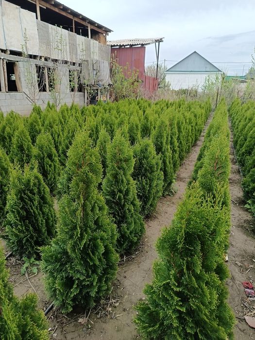 Туя смарагд      .