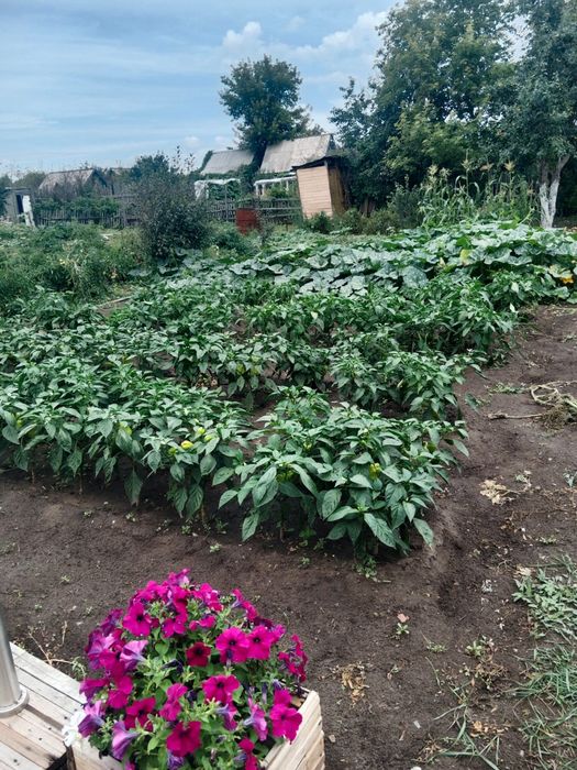 Продам дачу пкст краснопартизанское