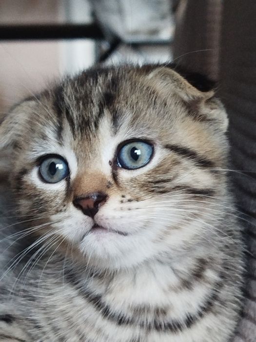 Шотландские котята 25000