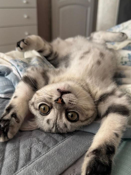 Продам  котенок скоттиш страйт