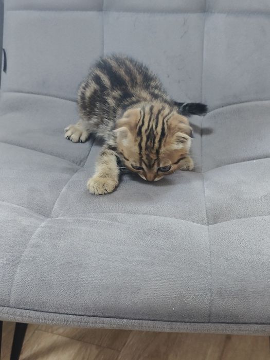 Котята  золотисто-чёрный мрамор.
